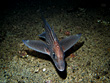 Knorpelfisch der Tiefsee, der einige Merkmale von Hai und Rochen verbindet. Bis 1,5 Meter und 2,5 Kg. Vorkommen an Küsten von Westafrika, Mittelmeer, Island und Norwegen auf sandigen Böden 